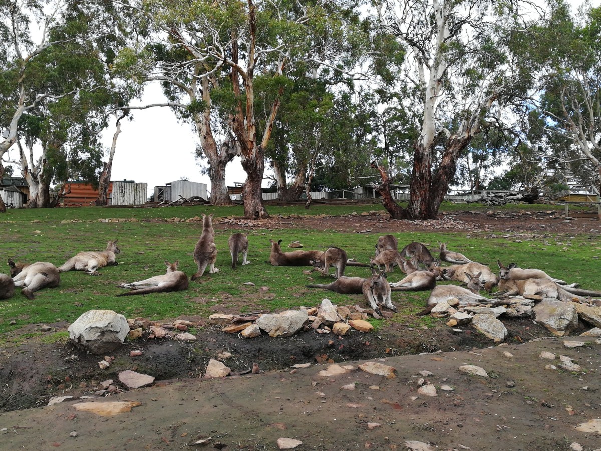 O dia em que descobri a verdade sobre os&nbsp;koalas
