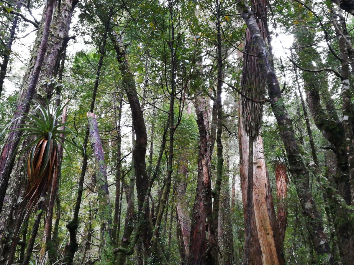 Incêndios na Austrália